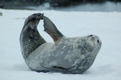 Scratchy Seal_Antarctica