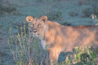 The fierce Masai Lioness
