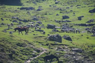 Betaab Valley - grazing